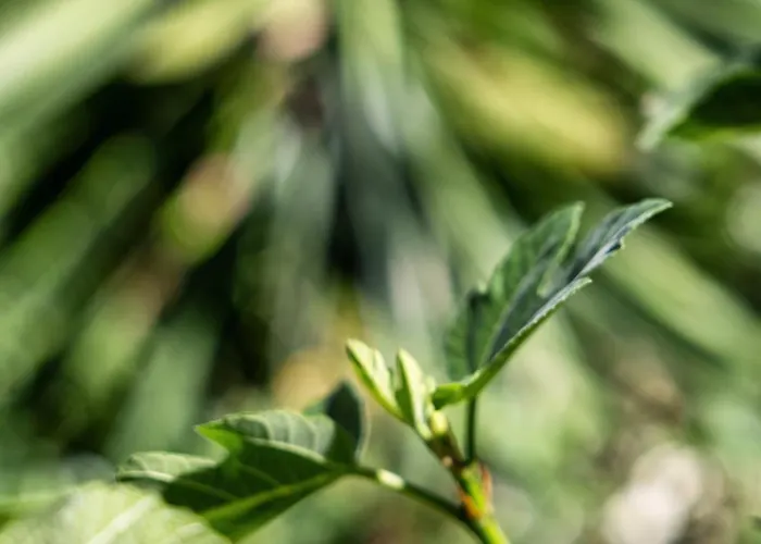 Otel Boutique Islas (adults Only) Fuengirola