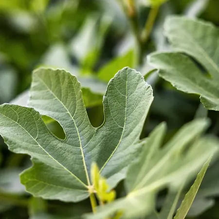 Hotel Boutique Islas (adults Only) 3*