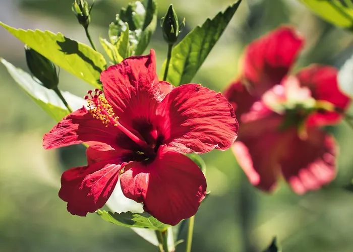 Boutique Islas Fuengirola