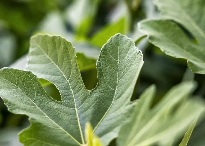 Hotel Boutique Islas 3*