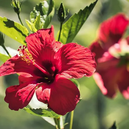 Boutique Islas (adults Only) Fuengirola